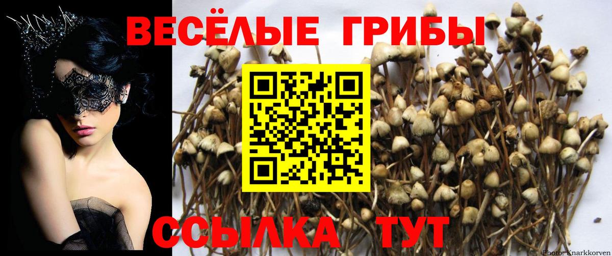 Рязань  Галлюциногенные грибы Psilocybine cubensis  Галлюциногенные грибы Cubensis  Вход с VPN 